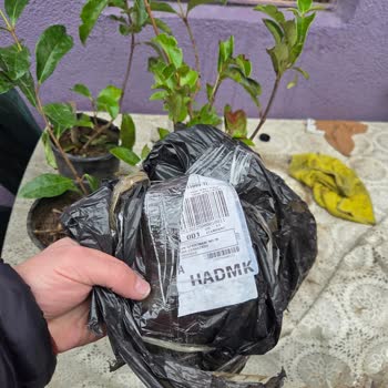 Fidancıdan Yanlış Ürün Gönderildi Kartopu Çiçeği Yerine Bahçe Çıtı