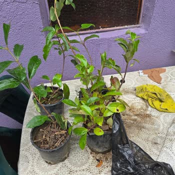 Fidancıdan Yanlış Ürün Gönderildi Kartopu Çiçeği Yerine Bahçe Çıtı