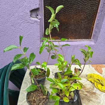 Fidancıdan Yanlış Ürün Gönderildi Kartopu Çiçeği Yerine Bahçe Çıtı