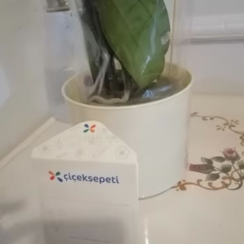 Kalitesiz Plastik Kapta Mor Orkide Dökülmesi