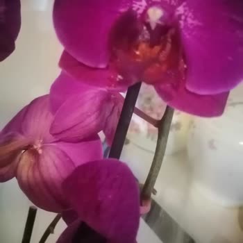 Kalitesiz Plastik Kapta Mor Orkide Dökülmesi