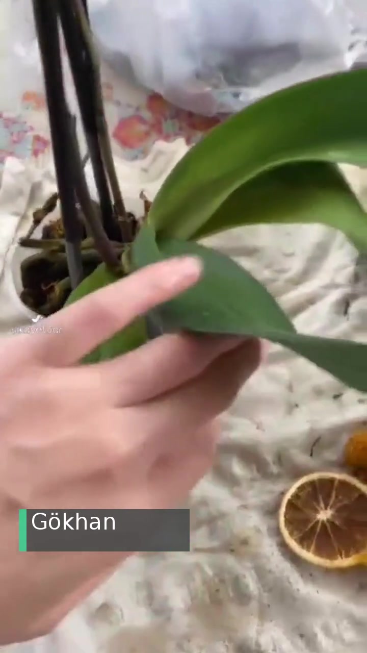 Taze Çiçek | Tazecicek.com Kötü Sipariş videonun kapak resmi