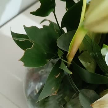 Çiçek Sepeti Lilyum Buketi Siparişim Solmuş Geldi!