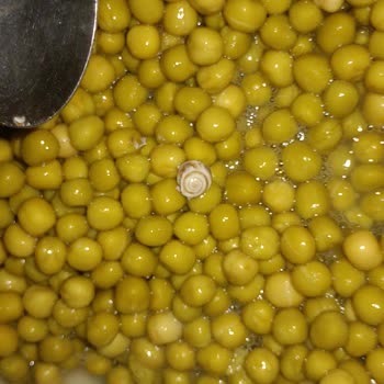 Tamek Bezelye Konservesinde Salyangoz Bulunması Gıda Güvenliği Sorunu