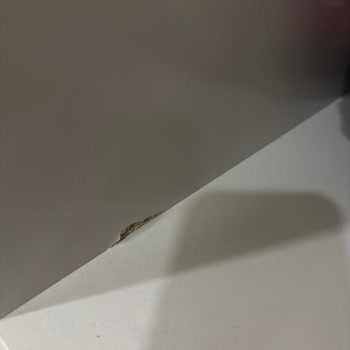 Bellona Mobilyalarında Kısa Sürede Bozulma, Tam İade Talebi