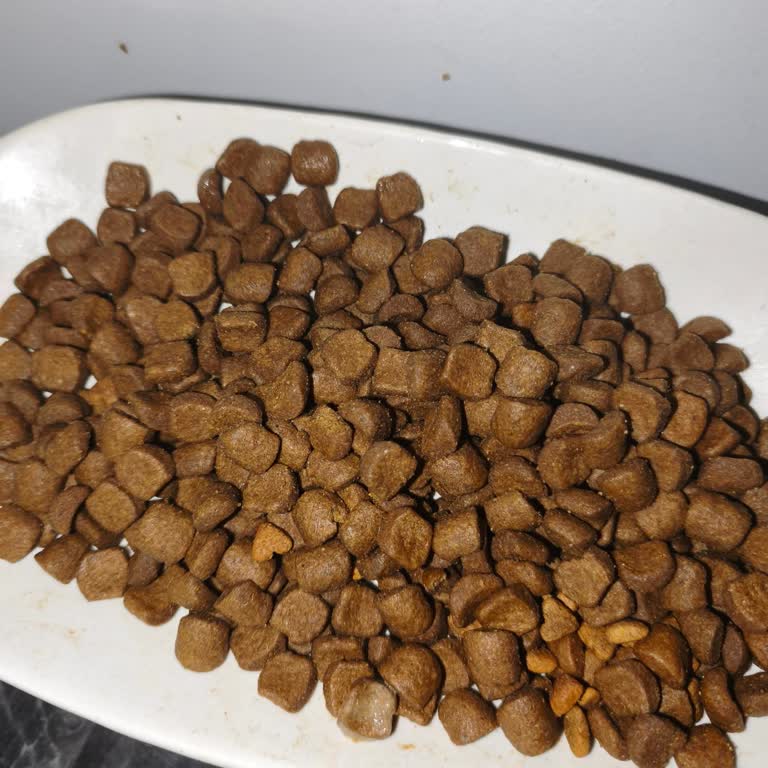 Bayat Ve Koyu Renkli Royal Canin British Shorthair Mama İçin Acil Değişim Talebi