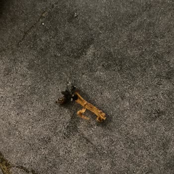 Kent Slims Black Cigarettes Found With Wood Inside