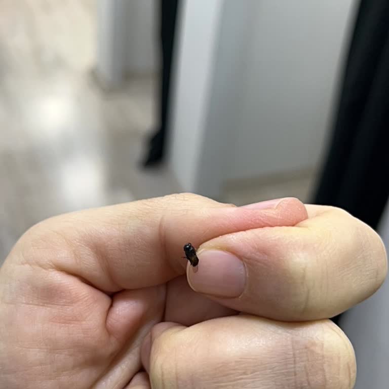 Kavlak Mağazasından Aldığım Sele Zeytininde Ölü Sinek Görülmesi Hijyen İhlali