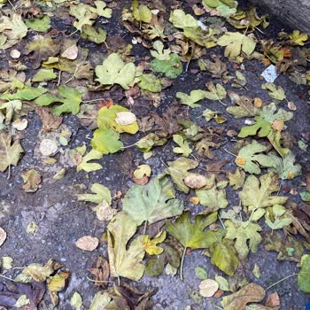 İdealtepe Mahallesi Sokaklarında Hijyen Sorunu, Çöp Toplama Eksikliği Ve Kedi Atıkları