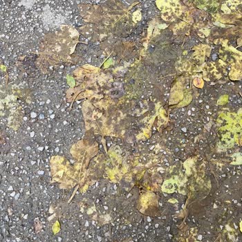 İdealtepe Mahallesi Sokaklarında Hijyen Sorunu, Çöp Toplama Eksikliği Ve Kedi Atıkları