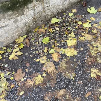 İdealtepe Mahallesi Sokaklarında Hijyen Sorunu, Çöp Toplama Eksikliği Ve Kedi Atıkları