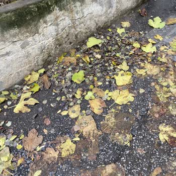 İdealtepe Mahallesi Sokaklarında Hijyen Sorunu, Çöp Toplama Eksikliği Ve Kedi Atıkları