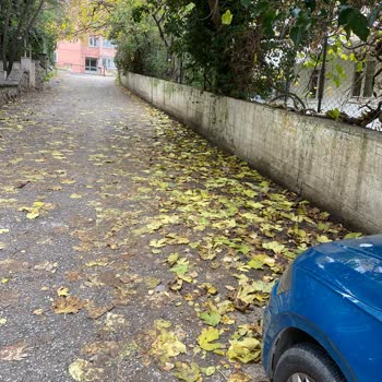 İdealtepe Mahallesi Sokaklarında Hijyen Sorunu, Çöp Toplama Eksikliği Ve Kedi Atıkları