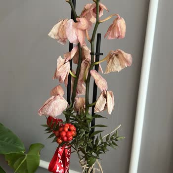 Orkide Teslim Edildiğinde Solmuş İki Gün İçinde Tamamen Kurudu