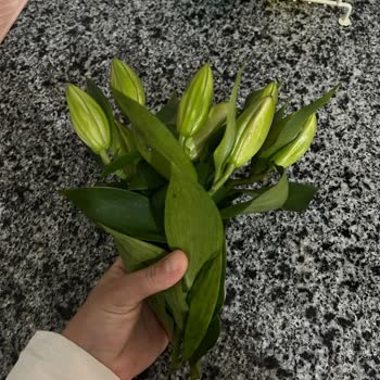 Lilyum Çiçeğinde Kırık Dallar Ve Özensiz Hazırlık Teslim Edildi