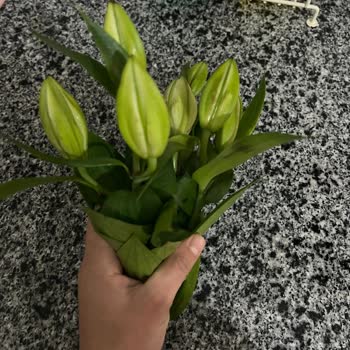 Lilyum Çiçeğinde Kırık Dallar Ve Özensiz Hazırlık Teslim Edildi