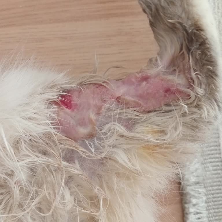 Fatih Hayvan Hastanesi'nde İletişimsizlik, Bakımsızlık ve Aşırı Ücretlendirme