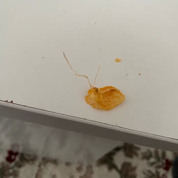 Patito Cipsten Çıkan Kıl