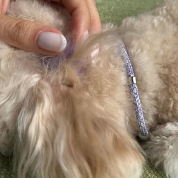 Pink Pug Pet Kuaför & Pet Shop Fiyat Farkının Tarafıma İade Edilmesini Talep Ediyorum