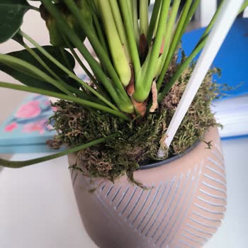 Sipariş Teslim Edilmeden Teslim Edildi Ve Çiçek Kalitesiz