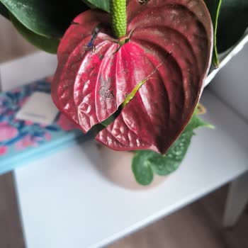 Sipariş Teslim Edilmeden Teslim Edildi Ve Çiçek Kalitesiz