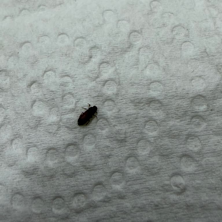 Böcekli Yulaf Ezmesi Ürünlerinde Gıda Güvenliği İhlali