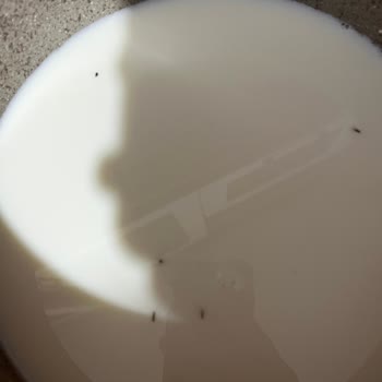 BİM Marketinden Alınan Süt İçinde Toz Ve Böcek Parçacıkları