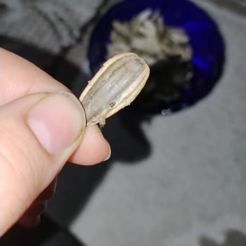 Amigo Şok Market Çekirdeğinde Solucan Bulundu: Hijyen Ve Kalite Kontrolü Sorunu