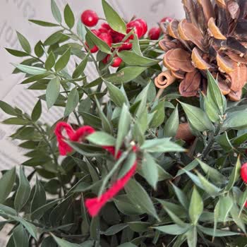 Kokina Çiçeği Çürük Geldi, İade Reddi Ve Erkek Parfümü Teklifi