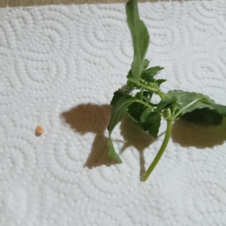 Mis Lahmacun Rize Şubesinde Hijyen Sorunu: Kemik Parçası Ve Yabani Ot