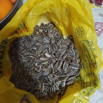 Aşırı Toz Ve Kurtlu Çekirdek Ürününün Hijyen Sorunu