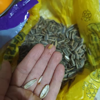 Aşırı Toz Ve Kurtlu Çekirdek Ürününün Hijyen Sorunu