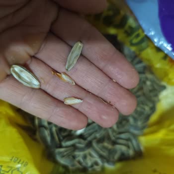 Aşırı Toz Ve Kurtlu Çekirdek Ürününün Hijyen Sorunu