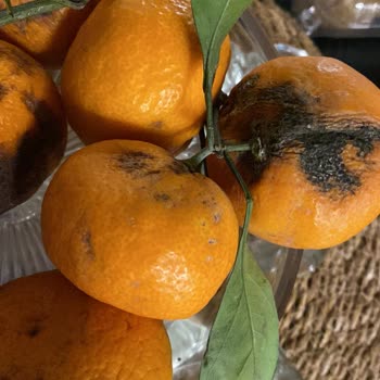 Mandalinaların Çürük Ve Küflü Gelmesi Taze Ürün Kalitesinde Güven Kaybı