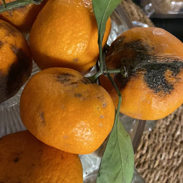 Mandalinaların Çürük Ve Küflü Gelmesi Taze Ürün Kalitesinde Güven Kaybı