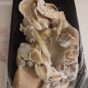 Küflü İstiridye Mantarı Teslimatı Ve Cevapsız Müşteri Hizmetleri