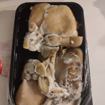 Küflü İstiridye Mantarı Teslimatı Ve Cevapsız Müşteri Hizmetleri