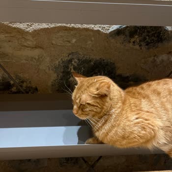 Kütüphane Çalışanının Kedilere Kimyasal Sıkması Ve İşten Çıkarılma Talebi