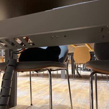 Kütüphane Çalışanının Kedilere Kimyasal Sıkması Ve İşten Çıkarılma Talebi