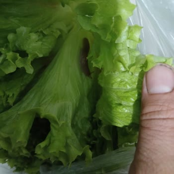 Kıvırcıkta Sümüklü Böcek Ve Bebek Püresinde Bozulma, Güvenim Sarsıldı