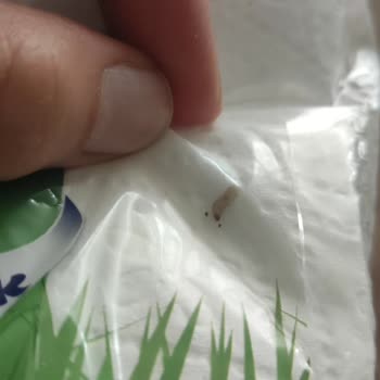 Solo Peçetede Canlı Kurt Görüldü