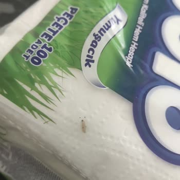 Solo Peçetede Canlı Kurt Görüldü