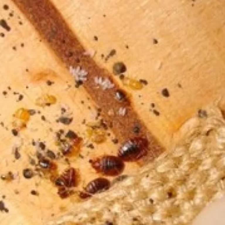 Tahta Kurusu İçeren Yapay Çiçek, N11 Ve Nettenevime'den Destek Yok