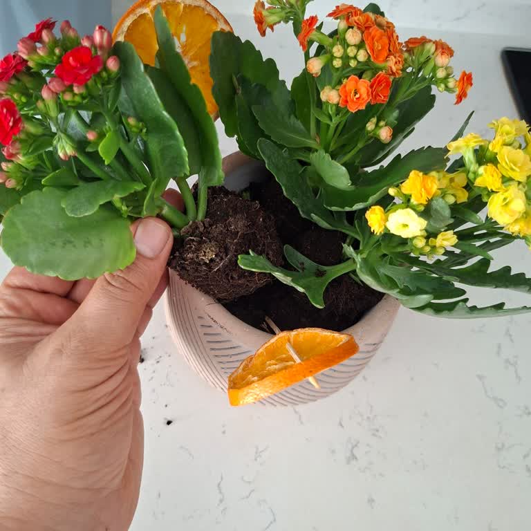 Kusurlu Saksı Çiçeği Ürünü İçin Tam İade Talebi