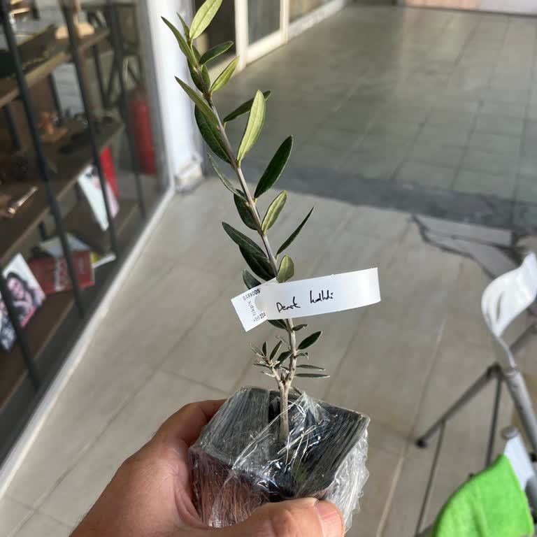 E-fidancım 4.339,87 TL Karşılığında Aldığım Zeytin Fidanları Açıklamayla Uyuşmuyor