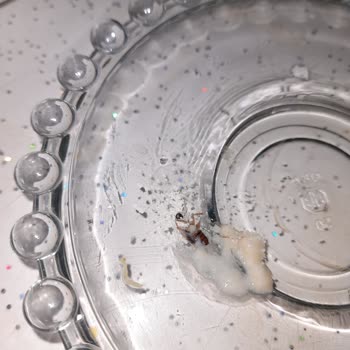 Hero Baby Kaşık Mamasında Ölü Böcek Bulundu, Şok Ve Güvensizlik