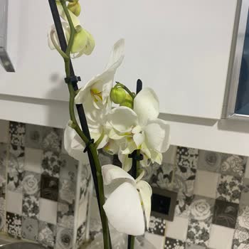 Kalitesiz Orkide Ürünü Ve Geri Ödeme Sorunu