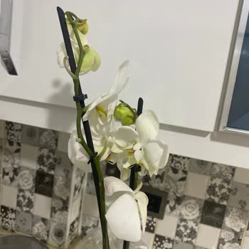 Kalitesiz Orkide Ürünü Ve Geri Ödeme Sorunu