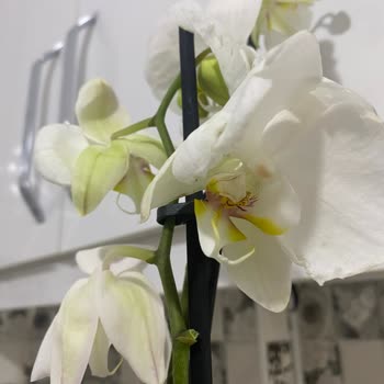 Kalitesiz Orkide Ürünü Ve Geri Ödeme Sorunu