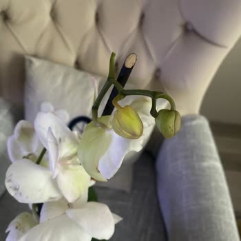 Kalitesiz Orkide Ürünü Ve Geri Ödeme Sorunu